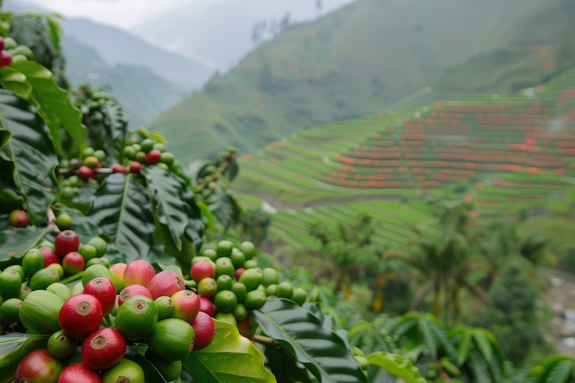 coffee-farm-resize